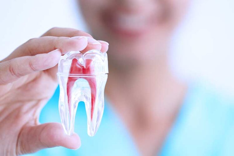 root canals and tooth structure representation